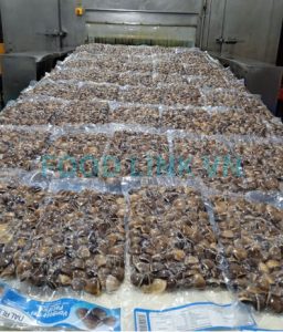 Bivalves on IQF freezing line for seafood quality assurance