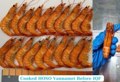 Pre-IQF Stage of Frozen Cooked HOSO Vannamei Shrimp Processing in Vietnam
