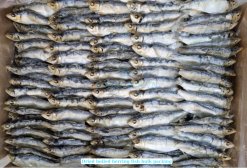 Dried Boiled Herring Sardine bulk carton packing in Vietnam