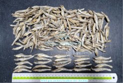 Dried Gray Anchovy size grading inspection in Vietnam