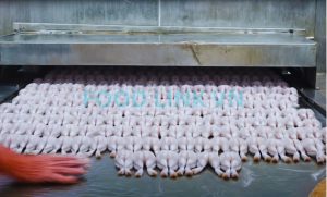 Frog legs on IQF freezing line under quality monitoring