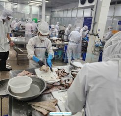 Frozen Alaska Pollock filleting process produced in Vietnam