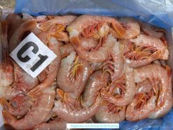 Vietnam Frozen Argentina Red Shrimp in Retail Box Packaging