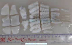 Frozen Small Cut Baby Octopus After Cutting – Vietnam Processing