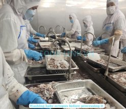Frozen Whole Cleaned Baby Octopus Being Processed in Vietnam Factory