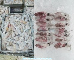 Vietnam Frozen Whole Clean Baby Loligo Squid Processing in Factory