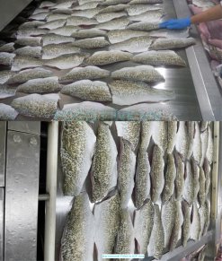 Vietnam Frozen Barramundi Fillet on IQF conveyor line
