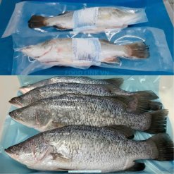 Vietnam Frozen Barramundi Whole Clean IQF vacuum-packed for export