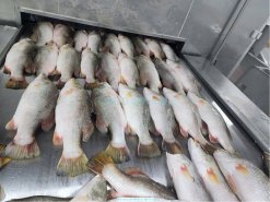 Vietnam Frozen Barramundi Whole Round on IQF Processing Line
