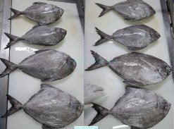 Vietnam Frozen Black Pomfret Whole Round before IQF freezing