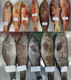 Vietnam Frozen Black And Red Grouper Whole Clean after IQF freezing process