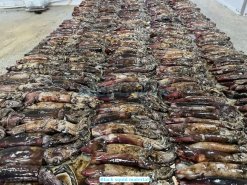 Frozen Black Squid Whole Round processing in Vietnam factory