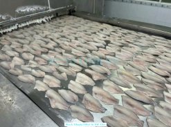 Vietnam Frozen Black Tilapia Fillet Skin On on IQF processing line