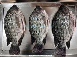 Vietnam Frozen Black Tilapia Whole Round And Whole Cleaned Before IQF