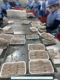 Workers processing Frozen Black And White Anchovy Whole Round in Vietnam