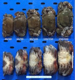 Frozen Breaded Soft Shell Crab size comparison of raw materials in Vietnam