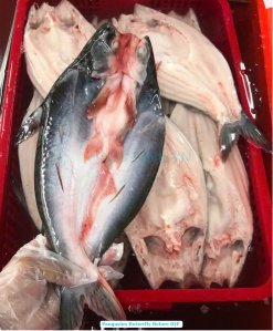 Frozen Butterfly Pangasius Processing in Vietnam Factory
