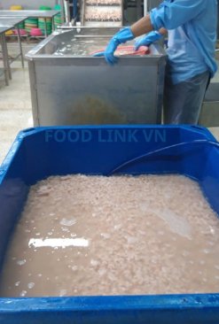 Vietnam Frozen Raw HLSO And PD Cat Tiger Shrimp During Production Process