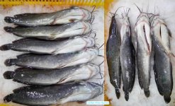 Vietnam Frozen Catfish Whole Clean after cleaning and gut removal