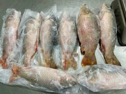 Vietnam Frozen Common Carp Whole Clean vacuum packed after IQF freezing
