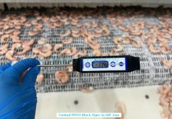 Vietnam Frozen Cooked PDTO Black Tiger Shrimp on IQF Conveyor Belt