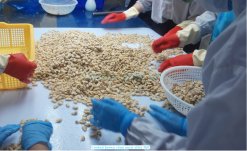 Vietnam Frozen Cooked Yellow Clam Meat production by skilled workers
