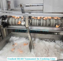 Frozen Cooked HLSO and HLSO EZP Vannamei Shrimp After Cooking in Vietnam Factory