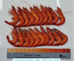 Vietnam Frozen Cooked HOSO Black Tiger Shrimp Before IQF Freezing