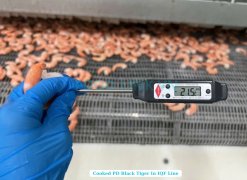 Vietnam Frozen Cooked PD Black Tiger Shrimp on IQF Line