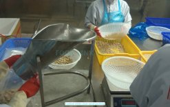 Frozen Cooked White Clam Meat packing process produced in Vietnam