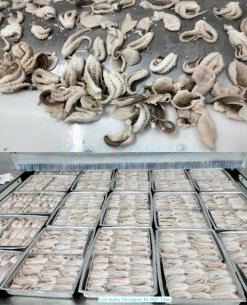 Frozen Cut Baby Octopus on IQF Conveyor Belt in Vietnam
