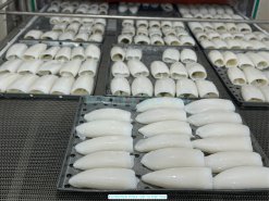 Vietnam Frozen Cuttlefish Fillet Roll on IQF Freezing Conveyor