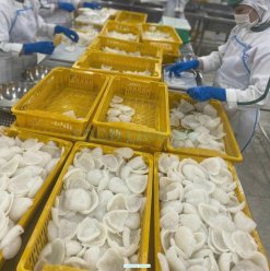 Vietnam Frozen Cuttlefish Fillet Processing by Workers
