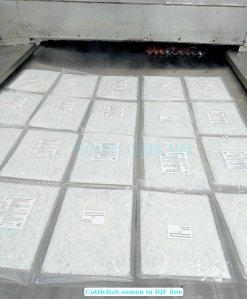 Vietnam Frozen Cuttlefish Somen on IQF Freezing Conveyor