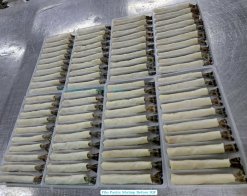 Frozen Filo Shrimp Before IQF Freezing – Vietnam Production Line