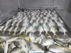 Vietnam Frozen Pompano Whole Round IQF processing line