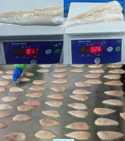 Frozen Haddock on IQF production line in Vietnam