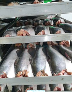 Frozen HGT Pangasius Being Processed in Vietnam Factory