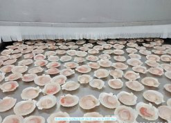 Frozen Hokkaido Scallop Half Shell produced in Vietnam on IQF processing line