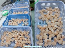 Frozen Hokkaido Scallop Meat before IQF produced in Vietnam