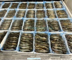Vietnam Frozen Raw HOSO Scampi Shrimp on IQF Conveyor