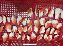 Vietnam Frozen Imitation Crab Chunk before freezing