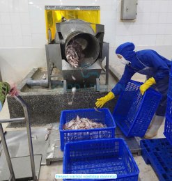 Workers processing Frozen Itoyori Surimi in Vietnam seafood factory