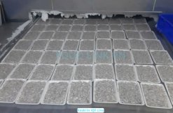 Vietnam Frozen Keski Fish Whole Round on IQF production line