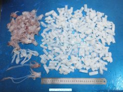 Vietnam Frozen Loligo Squid Ring After Cutting Stage