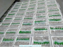 Vietnam Frozen Loligo Squid Tentacles Sushi on IQF Processing Line