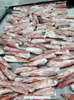 Vietnam Frozen Whole Clean Loligo Squid After IQF Freezing