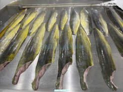 Vietnam Frozen Mahi Mahi Fillet Skin On And Skinless on IQF Line