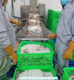 Workers producing Frozen Mix Surimi in certified Vietnam facility