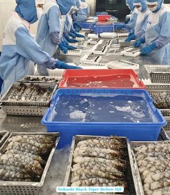 Vietnam Frozen Nobashi Black Tiger Shrimp Processing by Skilled Workers